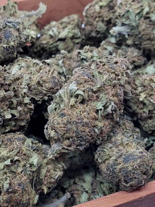 AK-47 Sativa Strain