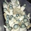 APE Penis Envy Mushrooms - Image 2