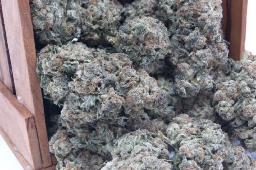 King Kush Indica Hybrid
