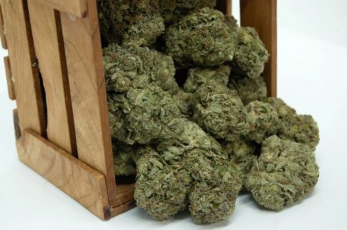 Pink Rockstar Indica Strain