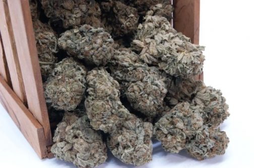 Purple Sherbet Hybrid Indica