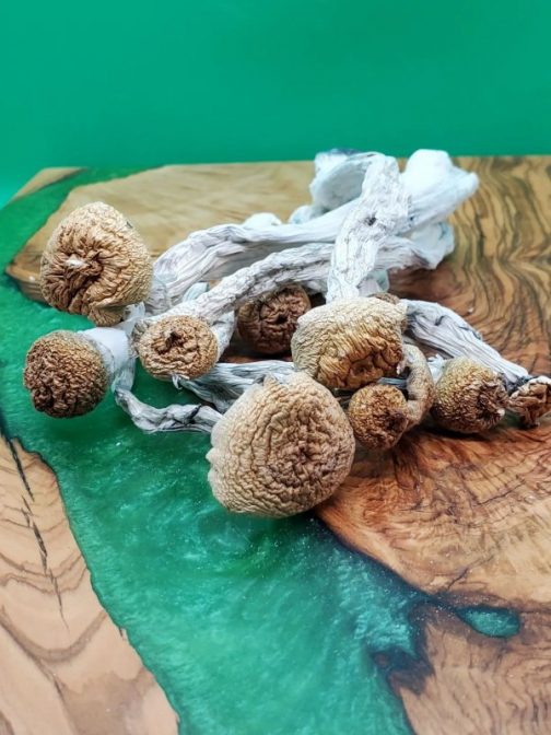 Pacifica Exotica Spores Magic Shrooms