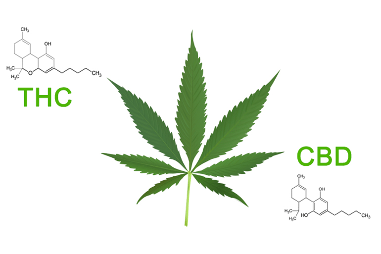 You are currently viewing High THC vs High CBD Strain: What are the Differences?