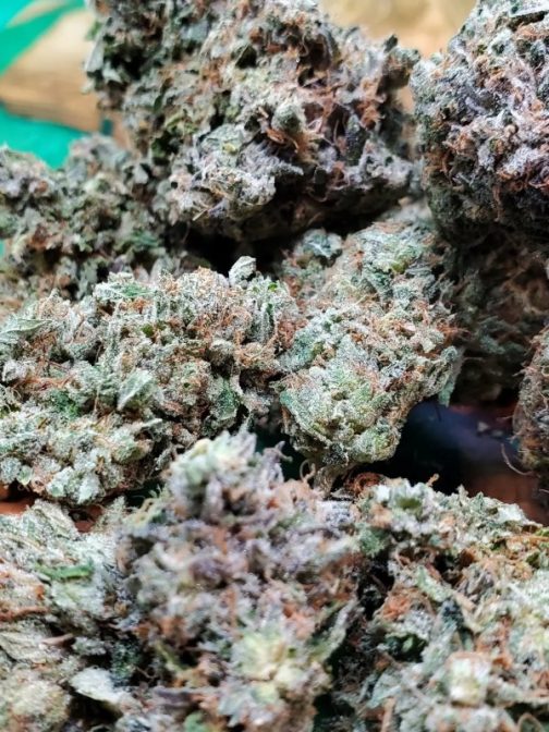White Death Hybrid Indica