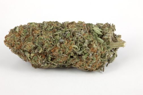 Northern lights